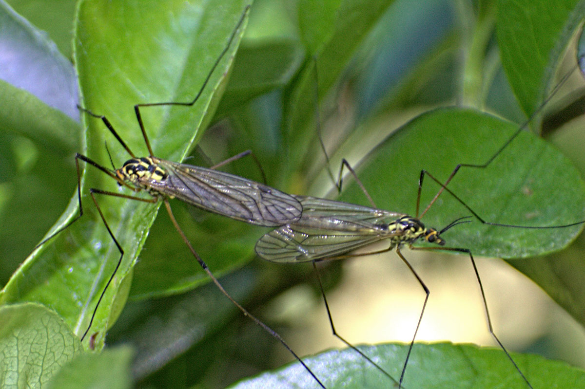 accoppiamento Nephrotoma sp.  ??